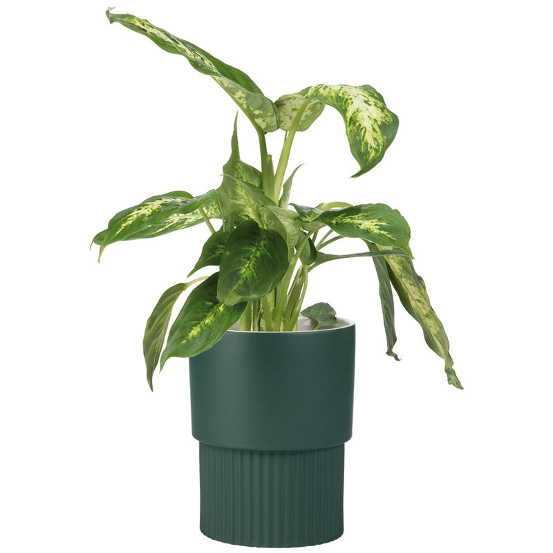 Botanik III flower pot cover - VOX Furniture UAE