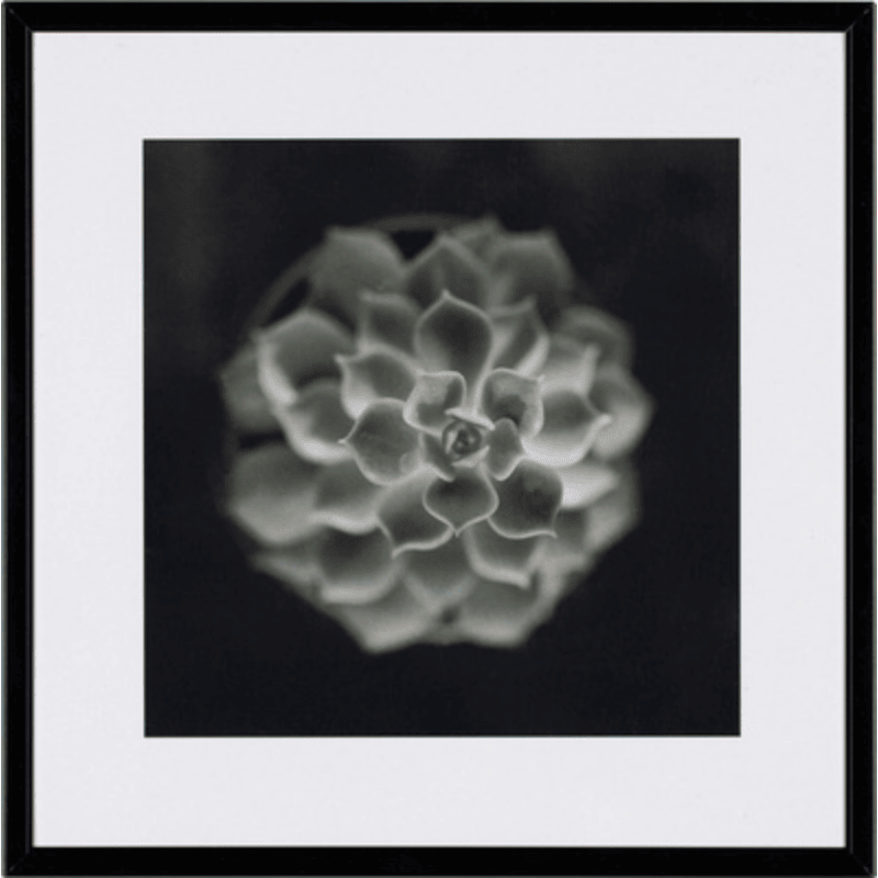 Photograph Cactus II