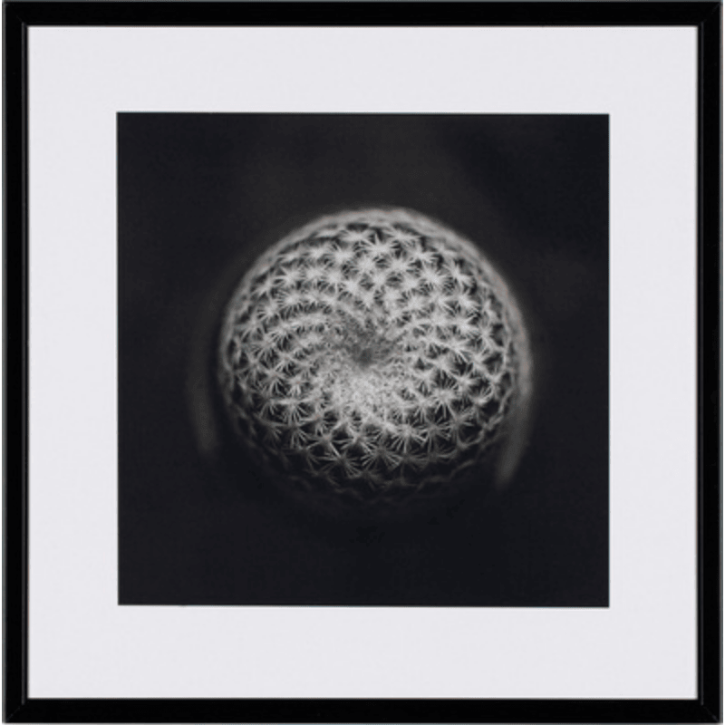 Photograph Cactus III