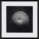 Photograph Cactus III