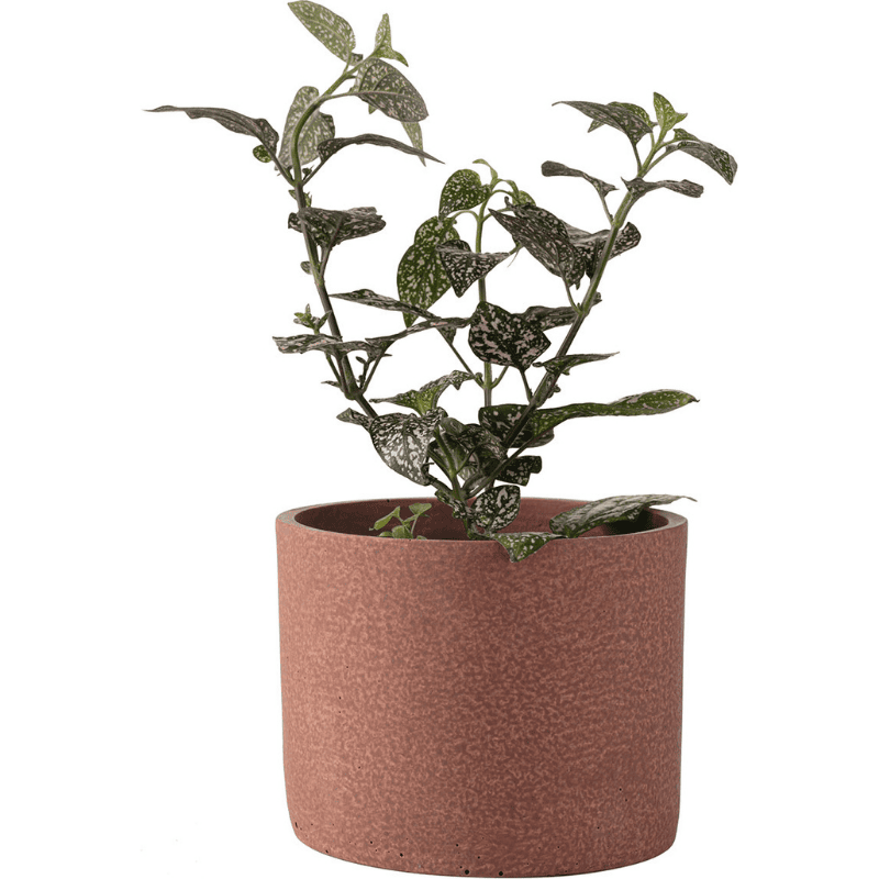 Small plant pot Redo