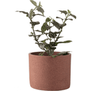 Small plant pot Redo